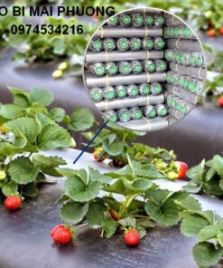 Màng phủ nông nghiệp