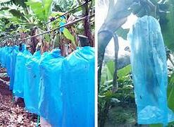 Túi bao buồng Chuối